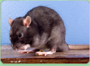 rat control Stretford